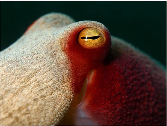 FLUX 3 example — macro photograph of an octopus eye