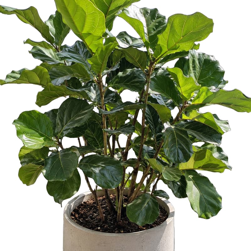 Potted fiddle-leaf plant — After