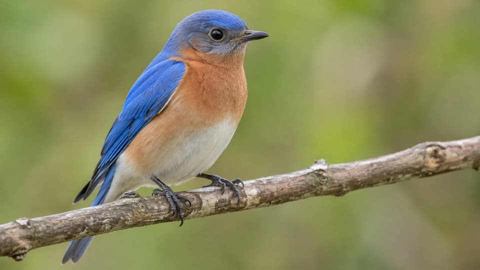 GPT Image 2.5 Sunburst sample — wildlife-photo-grade eastern bluebird perched on a branch against soft green bokeh, from the two-word prompt 'a bird'
