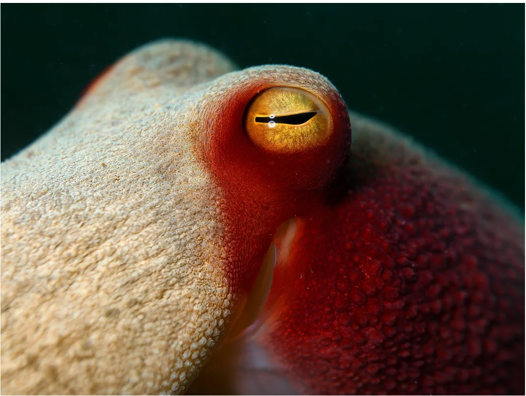 FLUX 3 example — macro photograph of an octopus eye